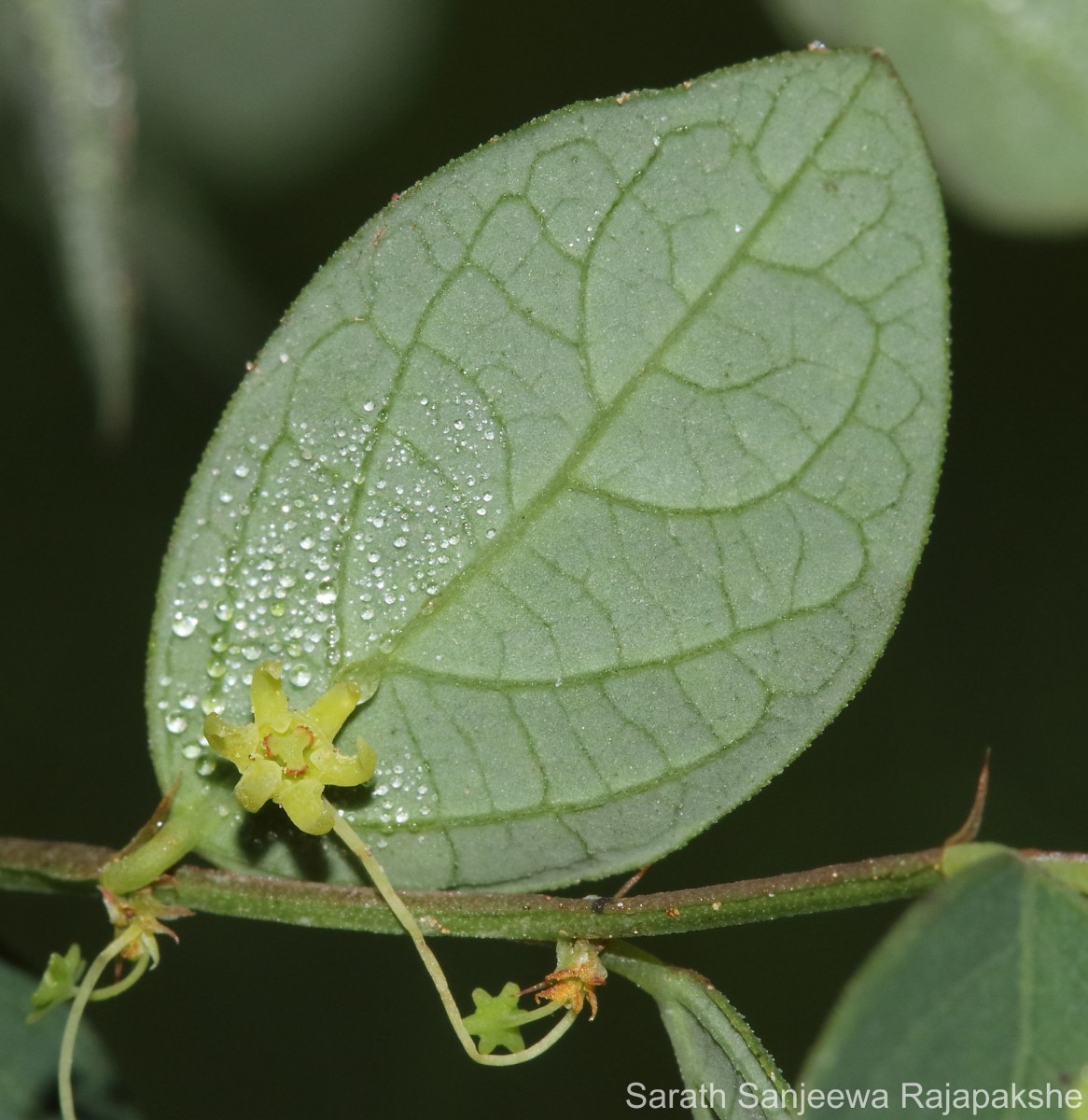 Phyllanthus quadrangularis Willd.